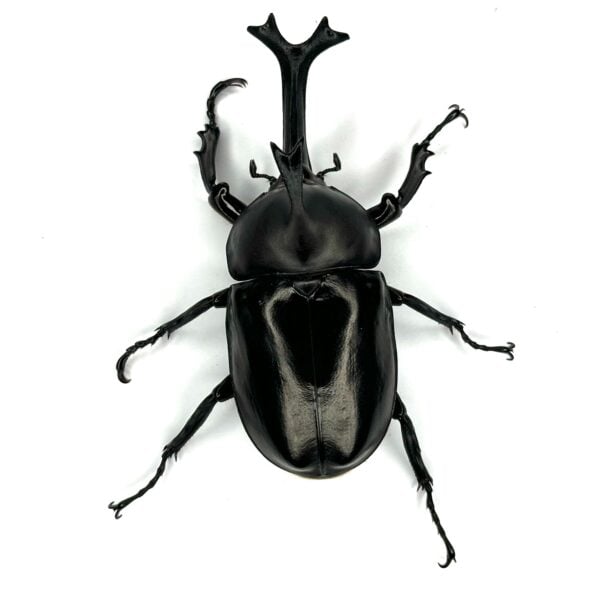 泰國獨角仙 ♂78mm 成對